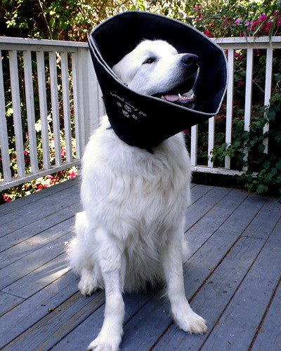 Towel Elizabethan Cloth E Collar For Dogs Comfy Cone Soft