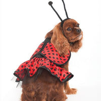 Ethical Ladybug Costume - Natural Pet Foods