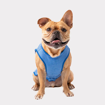 Gf Pet Ice Vest Blue SALE