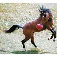 Jolly Ball for Equines 10" Peppermint - Natural Pet Foods