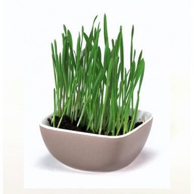 Kitty Garden by Pioneer Pet Ceramic Natural Pet Foods