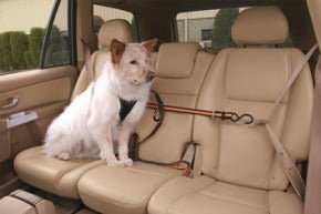 Kurgo Auto Zip Line for Dogs