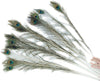 Peacock Feather for cats - Natural Pet Foods