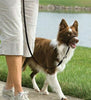 Premier Pet Easy Walk Head Collar Black Dog - Natural Pet Foods