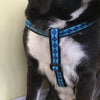 RC Dog Harness SALE - XL - Natural Pet Foods