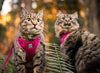 RC Pets Adventure Kitty Harness - Splatter - Natural Pet Foods
