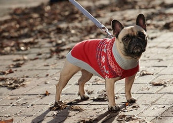 RC Pets Highland Sweater (red) SALE