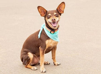 RC Pets - Zephyr Cooling Bandana - Ice Blue