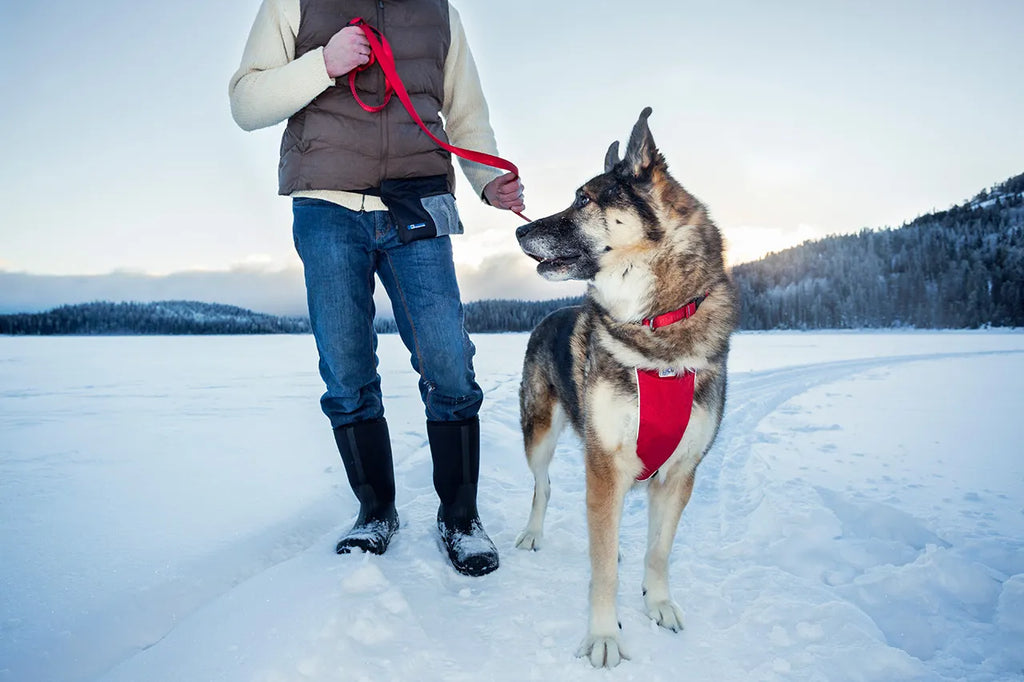 Dog equipment for shop sale