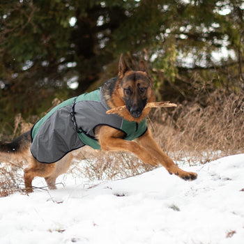 Shedrow K9 Chinook Dog Coat - Smokey Pine (Discontinued)