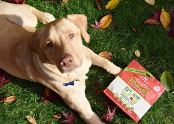 Stella & Chewy's - SuperBlends - Cage-Free Duck Duck Goose Freeze Dried  Dog Foods