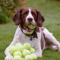 Tennis Ball - Natural Pet Foods
