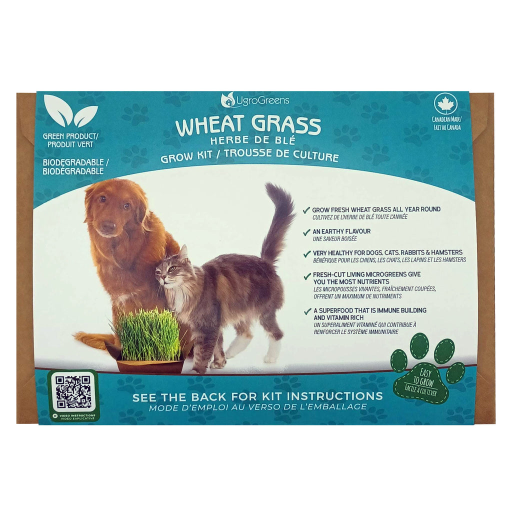 UgroGreens Wheat Grass – Grow Kit