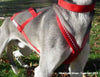 Ultra Paws Skijouring Harness - Natural Pet Foods