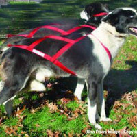 Ultra Paws Skijouring Harness - Natural Pet Foods